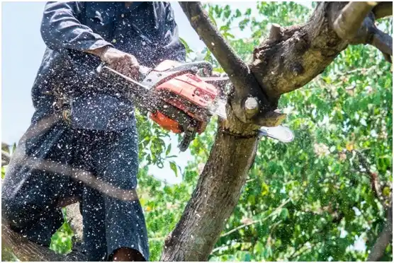 tree services East Lexington